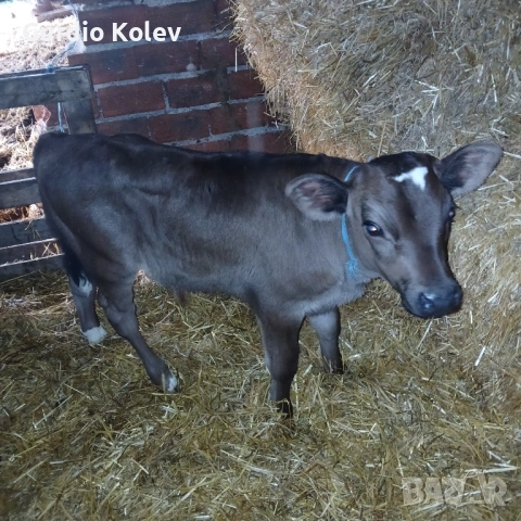 Телета , снимка 3 - Крави - 53483716
