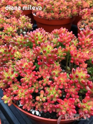 Седум Коралов килим, Sedum album Coral Carpet, снимка 3 - Градински цветя и растения - 53865678