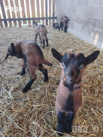 продавам ярета френски алпин 