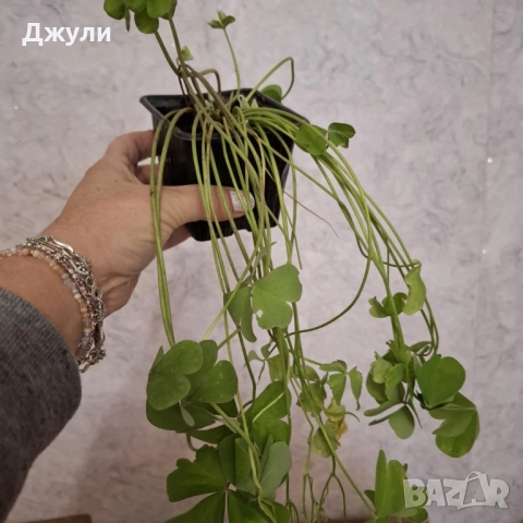 Оксалис /Детелина Бяла и Розова, снимка 6 - Стайни растения - 52404389