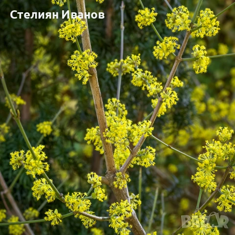 Едроплоден дрян (Cornus mas 'Jolico'), снимка 3 - Градински цветя и растения - 54015949