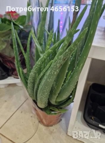 ГОЛЯМО АЛОЕ ВЕРА БАРБАДЕНСИС 
