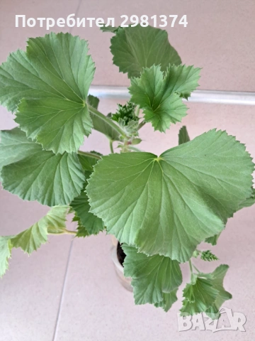 Кралско мушкато