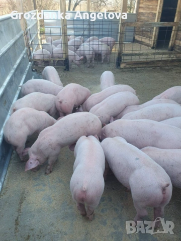 Продаваме малки прасенца , снимка 4 - Прасета - 53791497