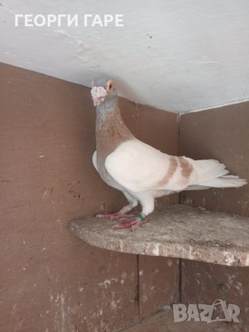 Български изложбен - гъбат гълъб 