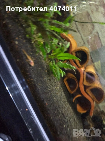 воален анцитрус , снимка 2 - Рибки - 53917399