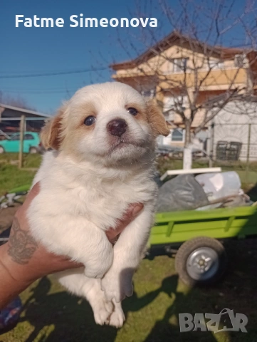 Малки кученца , снимка 3 - Други - 53033685