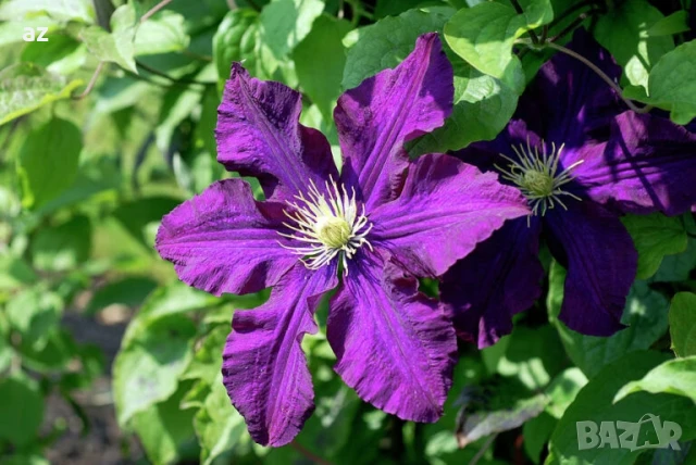 клематис, снимка 2 - Разсади - 50888936