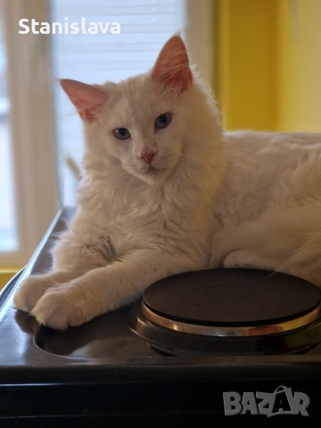 котенца Мейн Куун, снимка 4 - Мейн кун - 52773357