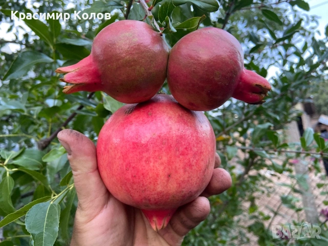 Нарове – селекция от много сортове с различни характеристики ,растения, дръвчета