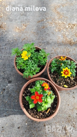 Три различни сорта Биденс!!, снимка 16 - Градински цветя и растения - 54284476