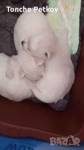 померани мини шпиц , снимка 2 - Померан - 53083246