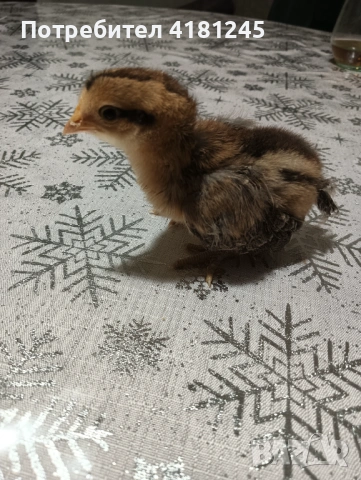 Пилета от породата Легбар