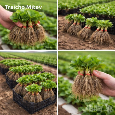 Расад ягоди и малини , снимка 8 - Градински цветя и растения - 54134801