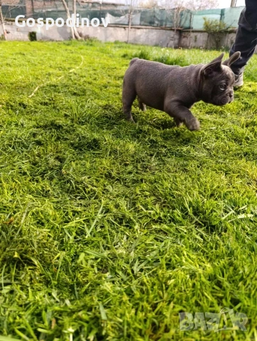 Френски булдог чистокръвен, снимка 4 - Френски булдог - 51358129