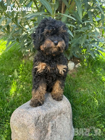 Пудел той !!! , снимка 2 - Пудели - 53853936