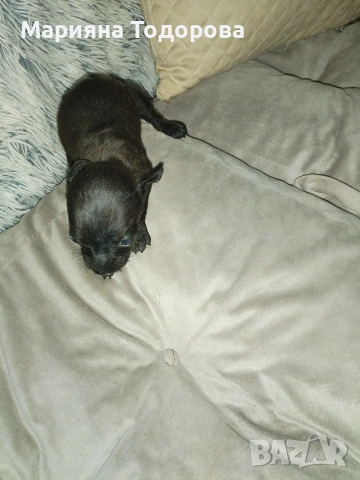 Пинчер, снимка 7 - Пинчер - 53447224