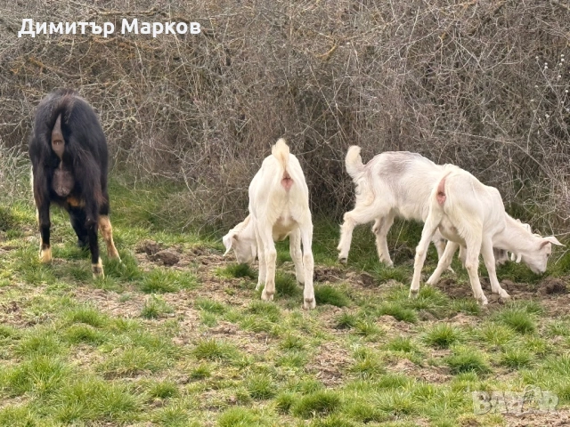 Продавам ЯРЕТА, снимка 3 - Кози - 53923196