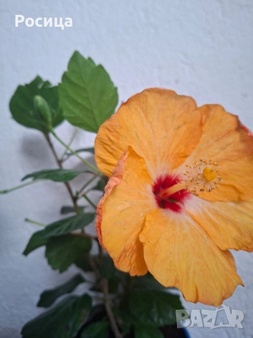 хибискус , снимка 2 - Стайни растения - 53474806