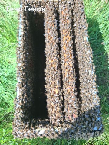 Пчелни отводки , снимка 2 - За пчели - 45966656