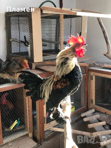 Две едногодишни двойки декоративни петлета и кокошки, които живеят заедно!, снимка 3 - Кокошки и пуйки - 45587002