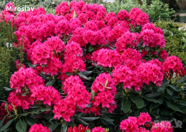 Рододендрон-(Налични 6 цвята)