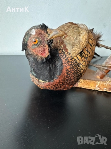 Препариран Фазан , снимка 7 - Други ценни предмети - 51683019