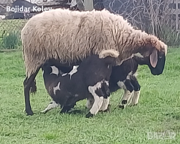 Продавам овце с агнета, снимка 4 - Овце - 53922787