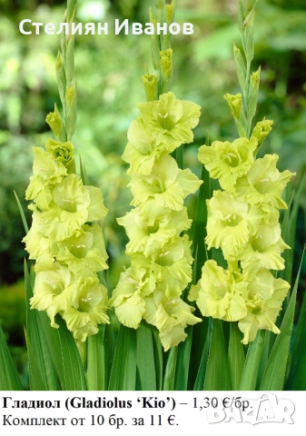 Гладиол (Gladiolus ‘Kio’) - грудки