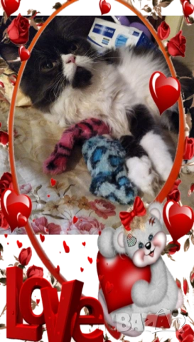  Ваксинирани персийски дългокосмести многоцветни принцове,с ЕС паспорт,микрочип домашни любимци!, снимка 9 - Други - 42172667