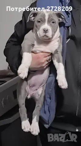 Американско Були Хл/American Bully XL , снимка 1 - Питбул - 48348695