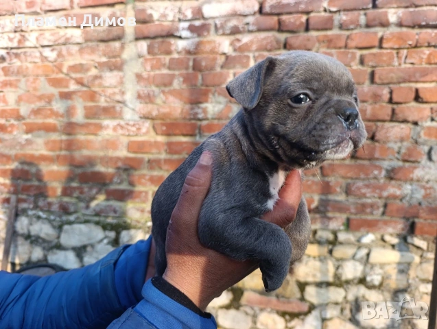 френски булдог синьо синьо мама синя тати синьо мерле , снимка 15 - Френски булдог - 53878507