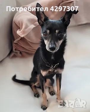 Разходки на кучета и посещения по домовете в София и близките области, снимка 4 - Други услуги - 53562736