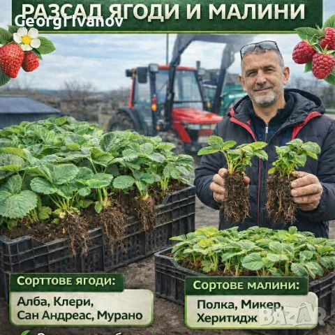  ягуди и малини, снимка 6 - Разсади - 53695437
