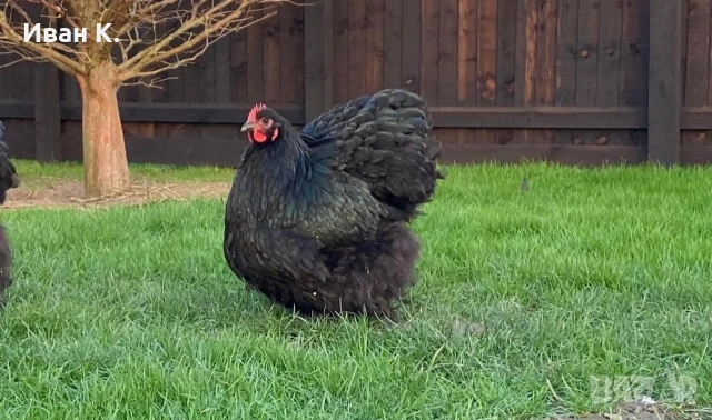 Продавам черен Орпингтон. , снимка 9 - Кокошки и пуйки - 53829349