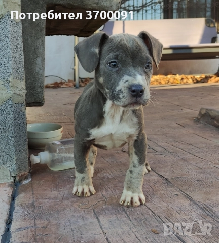 питбул, снимка 4 - Питбул - 52775499