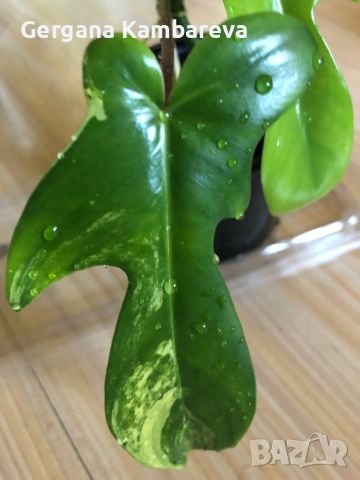 Philodendron Florida Beauty , снимка 3 - Стайни растения - 46800409