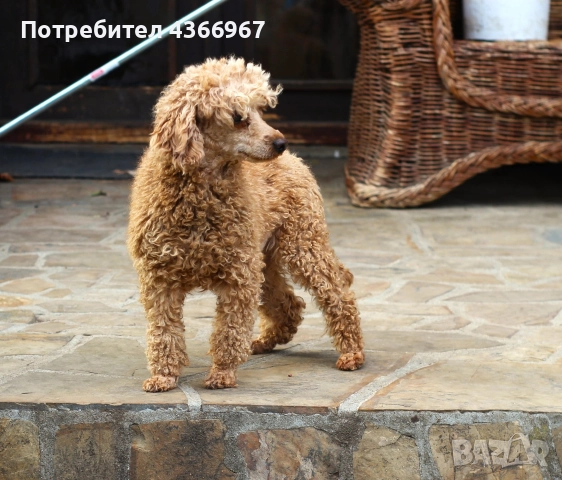 Мини пудеи и Той Пудели , снимка 6 - Пудели - 52771721