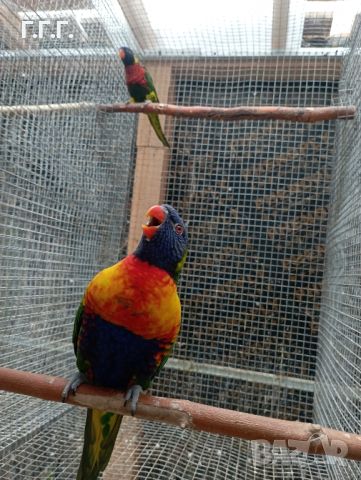 Работещи двойки папагали многоцветно лори., снимка 1 - Папагали - 46403187