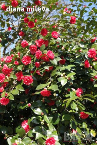 Camellia japonica 'Lady Campbell', снимка 4 - Градински цветя и растения - 45439710