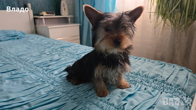 Йоркширски териер, момченце със всички аксесоари , снимка 2 - Йоркширски териер - 54082629