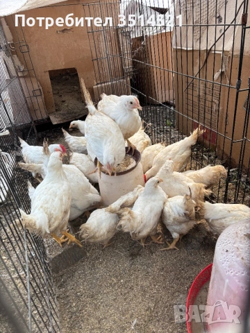 Бял легхорн, снимка 2 - Кокошки и пуйки - 53782060