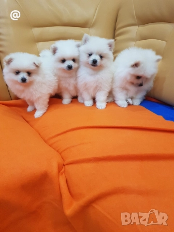 Померан померанчета снимки от днес 13.12.2025г Гр. София , снимка 5 - Померан - 52775963