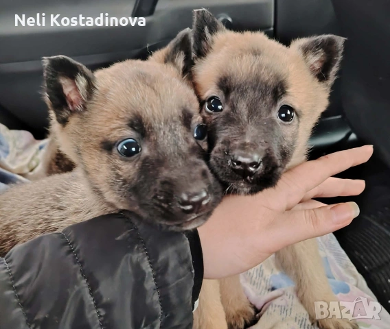 Белгийска овчарка Малиноа , снимка 2 - Белгийска овчарка - 53273246