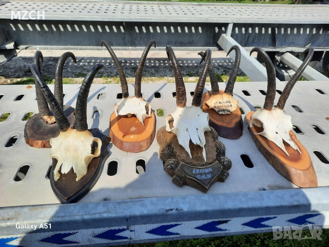 Трофей от дива коза. , снимка 2 - Декорация за дома - 54046259
