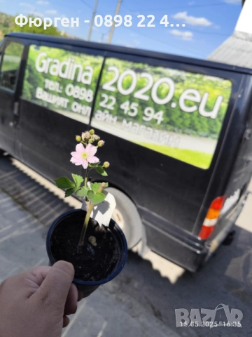 Розово цъфтяща сладка къпина (Лох мери), снимка 3 - Разсади - 38995508