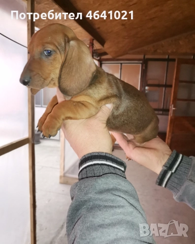 Дакел, снимка 2 - Дакели - 52451860