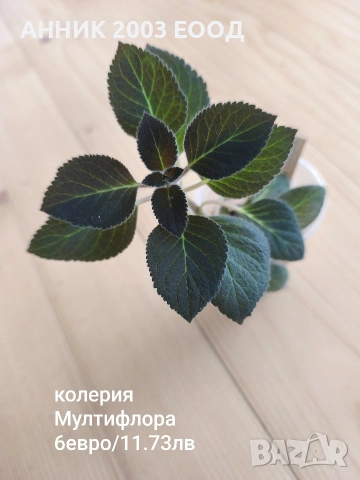 Сортови колерии, снимка 16 - Стайни растения - 53782439