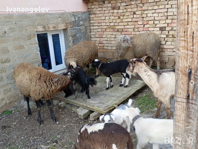 плевенски овце хубави , снимка 10 - Овце - 53807495