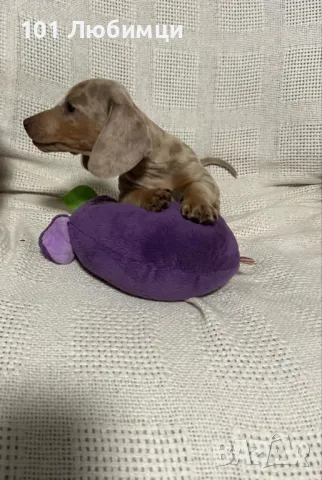  Дакел мини, снимка 6 - Дакели - 48256802